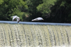 20120610 (13)