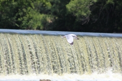 20120610 (14)