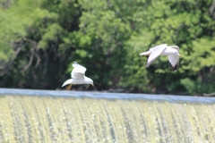 20120610 (22)