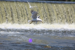 20120610 (25)